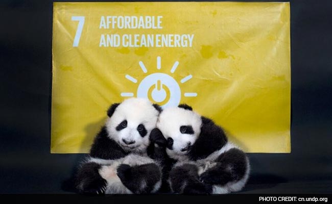 UNDP Appoints Twin Chinese Pandas as Its Image Ambassadors