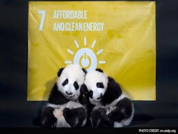 UNDP Appoints Twin Chinese Pandas as Its Image Ambassadors UNDP Appoints Twin Chinese Pandas as Its Image Ambassadors