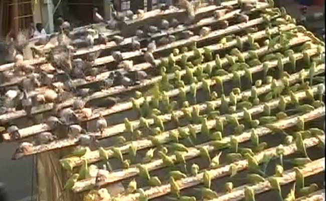 For The Love of Birds: This Chennai Man Feeds 2,000 Parrots Every Day