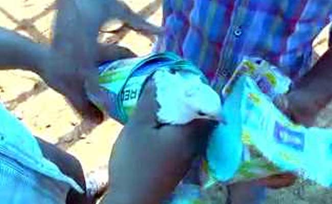 At Congress Function, Pigeons Stuffed in Rockets and Fired