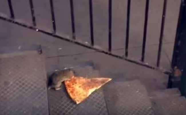 Why your Pizza Rat GIFs are Disappearing off Social Media