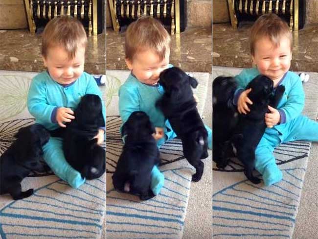 वायरल : छोटे से बच्चे से यूं लाड़ से मिले कुत्ते के ये दो बच्चे...