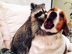 This Raccoon is on Instagram and Lives With Two Doggy Friends