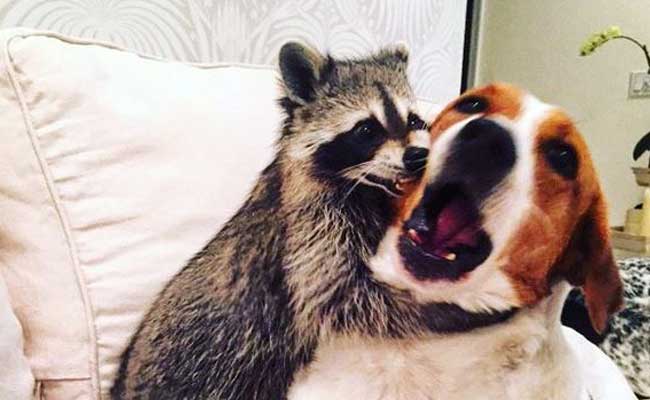 This Raccoon is on Instagram and Lives With Two Doggy Friends