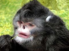 Sneezing Monkey Among 200 New Species Discovered in Himalayas
