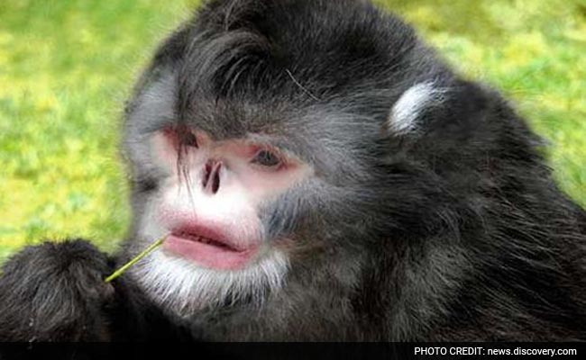 Sneezing Monkey Among 200 New Species Discovered in Himalayas