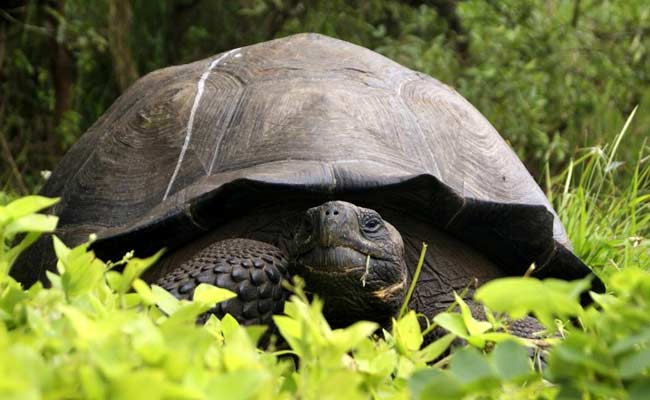 New Giant Tortoise Species Discovered in Galapagos
