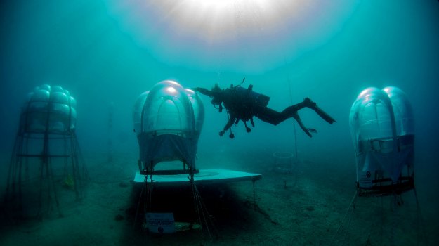 An Underwater Farm that Grows Basil, Strawberries & More