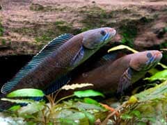More Than 200 New Species Found in Eastern Himalayas, Including A 'Walking' Fish