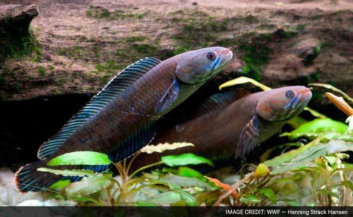 More Than 200 New Species Found in Eastern Himalayas, Including A 'Walking' Fish