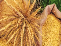 Government Hikes Duty on Wheat to 25% to Check Imports Government Hikes Duty on Wheat to 25% to Check Imports