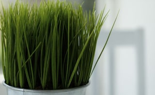 Incredible Wheatgrass Benefits: Is it Really Worth the Hype?