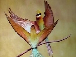 ...तो बेजुबानों को बचाने के लिए इन मासूमों की आवाज सुनो ...तो बेजुबानों को बचाने के लिए इन मासूमों की आवाज सुनो