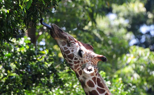 Tourists Replace Rebels as Sri Lanka National Park Blooms