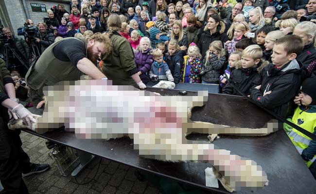 Outrage as Danish Zoo Dissects Lion in Front of Children