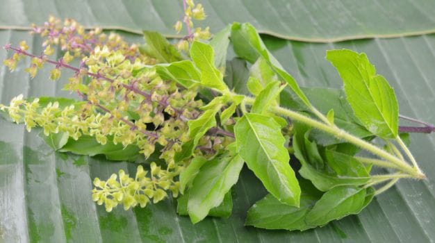 dhoya tulsi pata