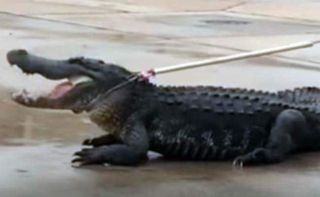 Houston, we Have a Problem. Giant Alligator Captured Outside Mall