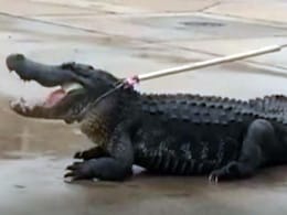 Houston, we Have a Problem. Giant Alligator Captured Outside Mall Houston, we Have a Problem. Giant Alligator Captured Outside Mall