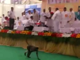 कराड में राजनीतिक कार्यक्रम में एक बन्दर का कारनामा कराड में राजनीतिक कार्यक्रम में एक बन्दर का कारनामा
