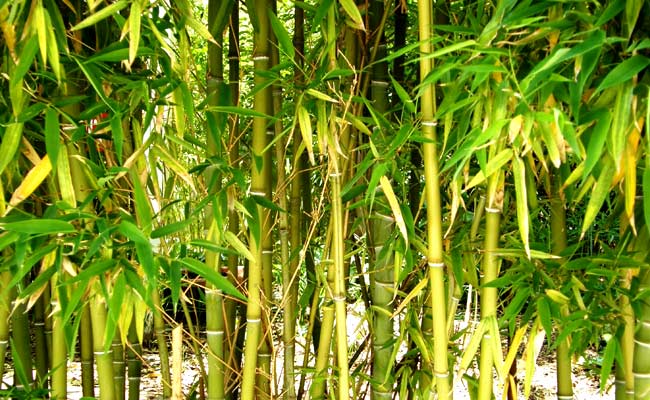बांस को उगा और काट सकेंगे किसान : सरकार ने कानून में संशोधन के लिए अध्यादेश जारी किया