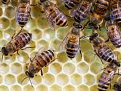 1.4 Billion Jobs Depend on Pollinators: Report