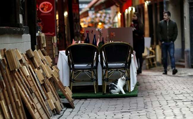 In Brussels Bid to Lure Back Tourists, Cats Are The Secret Weapon