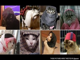 Feline Surreal: Belgians Tweet Cat Photos for #BrusselsLockdown Feline Surreal: Belgians Tweet Cat Photos for #BrusselsLockdown