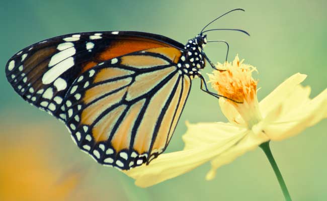 Female Butterflies Mimic Warning Signs Better Than Males: Study