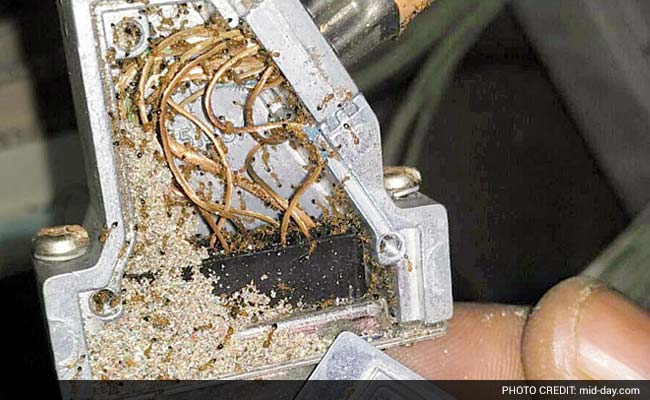 Mumbai: Ants Chew Up Brake Cables in Local Train