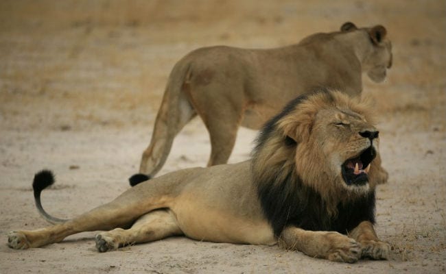 Plight Of African Lions Persists 1 Year After Cecil Killing