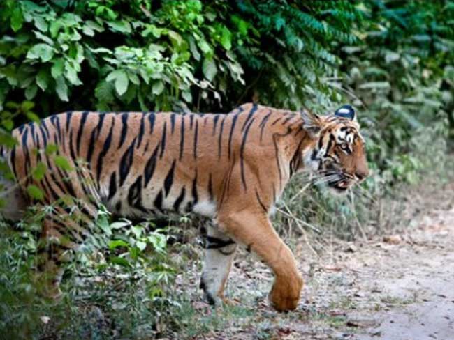 Tiger Conservation Authority Awaiting Government Nod For Drone Monitoring