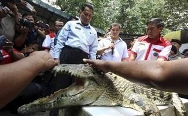 Escape Claws: Tigers, Piranhas May Join Indonesia Crocodile Prison Guard