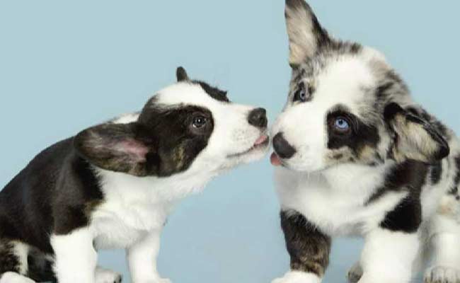 Bow-Wow Are You? When Dogs Meet For the First Time