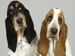 New Drug May Calm Anxious Dogs During Noisy Events New Drug May Calm Anxious Dogs During Noisy Events