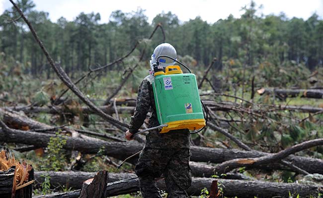 Honduran Army Goes to War Against Invading Bugs