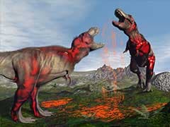Rare Dinosaur Fossil Found In China