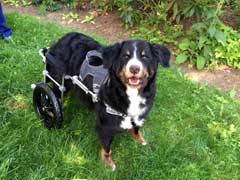 Wheels Put Pets Back in Motion