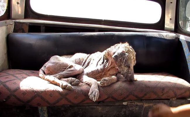 Stray Dog with 'Skin as Hard as Stone' Makes Incredible Recovery