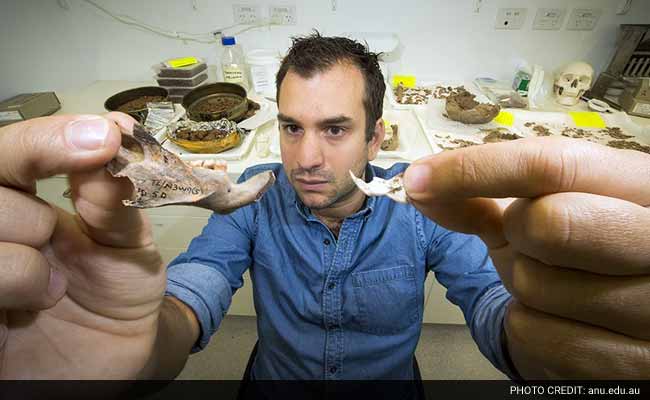 Archaeologists Find Dog Sized Rat