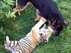 Two Tigers and Three Dogs Are the World's Most Unlikely Best Friends