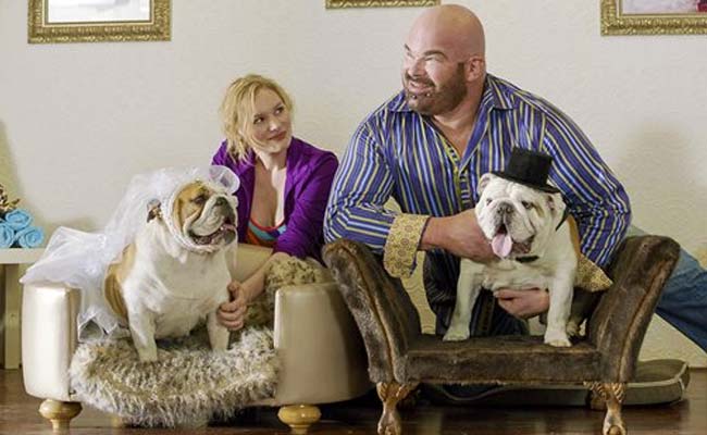 Bulldogs in Love: New Movie Tells Dog Wedding Story