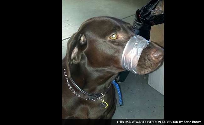 Duct tape clearance muzzle