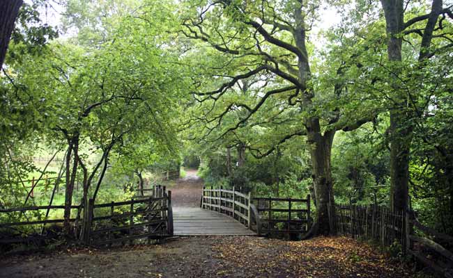 The British Forest that Gave Life to Pooh