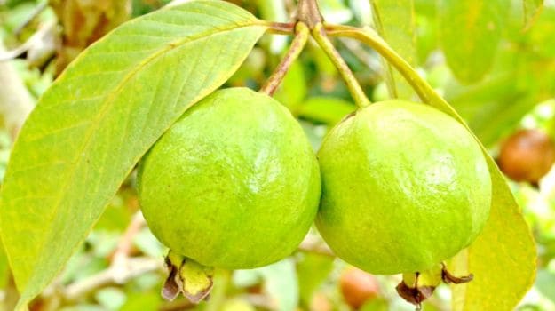Guava-has-one-of-the-highest-quantities-of-vitamin-C-and-iron