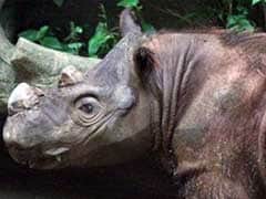 Rare Sumatran Rhino 'Hope' Arrives in Indonesia to Mate