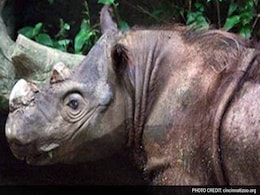 Rare Sumatran Rhino 'Hope' Arrives in Indonesia to Mate Rare Sumatran Rhino 'Hope' Arrives in Indonesia to Mate