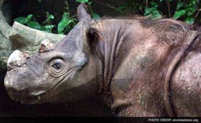 Rare Sumatran Rhino 'Hope' Arrives in Indonesia to Mate