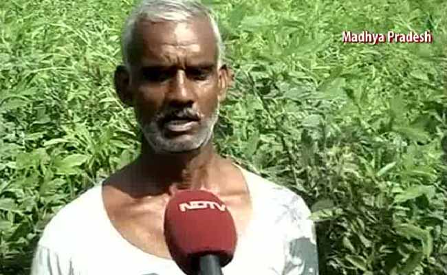 Despite Madhya Pradesh's Drought, One Crop is Flourishing