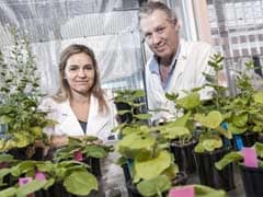 When we Get to Mars, This 'Magic' Plant May Help us Grow Food