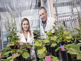 When we Get to Mars, This 'Magic' Plant May Help us Grow Food When we Get to Mars, This 'Magic' Plant May Help us Grow Food